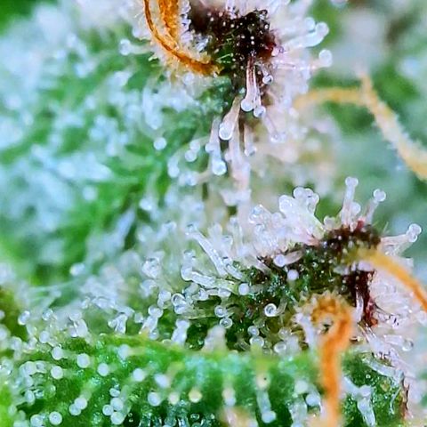 JB grow #1 growlog photo: Smells like pine and lemon peel mixed together. Trichomes are mostly cloudy, some white hairs are just starting to darken, a small amount of pistols are amber and it looks ready to harvest.