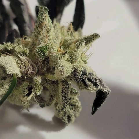 JB grow #1 growlog photo: Processed and stored buds into pint curing jars with 62% boveda packs. I smoked a joint made from sugar leaves and it tasted great and alleviated my body pains. It was super potent and completely exceeded my expectations.