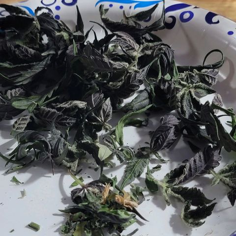 JB grow #1 growlog photo: Processed and stored buds into pint curing jars with 62% boveda packs. I smoked a joint made from sugar leaves and it tasted great and alleviated my body pains. It was super potent and completely exceeded my expectations.