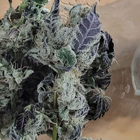 JB grow #1 growlog photo: Processed and stored buds into pint curing jars with 62% boveda packs. I smoked a joint made from sugar leaves and it tasted great and alleviated my body pains. It was super potent and completely exceeded my expectations.