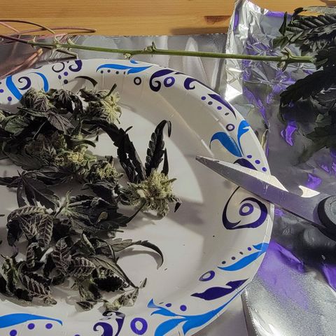 JB grow #1 growlog photo: Processed and stored buds into pint curing jars with 62% boveda packs. I smoked a joint made from sugar leaves and it tasted great and alleviated my body pains. It was super potent and completely exceeded my expectations.
