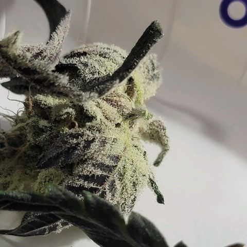 JB grow #1 growlog photo: Processed and stored buds into pint curing jars with 62% boveda packs. I smoked a joint made from sugar leaves and it tasted great and alleviated my body pains. It was super potent and completely exceeded my expectations.