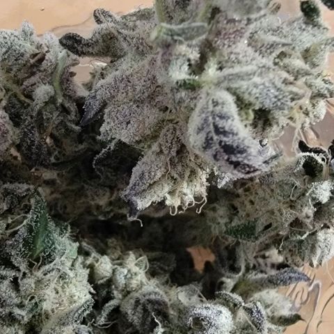 JB grow #1 growlog photo: Processed and stored buds into pint curing jars with 62% boveda packs. I smoked a joint made from sugar leaves and it tasted great and alleviated my body pains. It was super potent and completely exceeded my expectations.