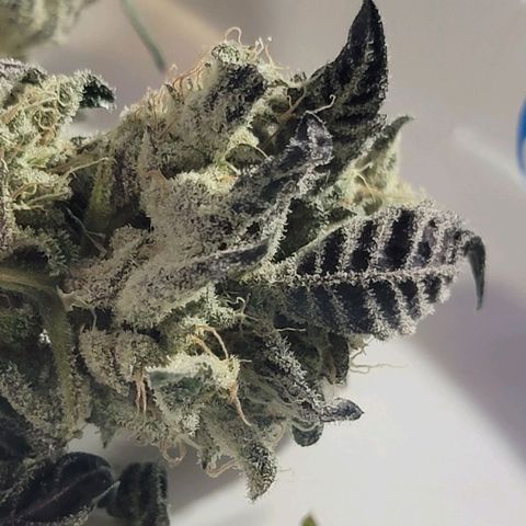JB grow #1 growlog photo: Processed and stored buds into pint curing jars with 62% boveda packs. I smoked a joint made from sugar leaves and it tasted great and alleviated my body pains. It was super potent and completely exceeded my expectations.