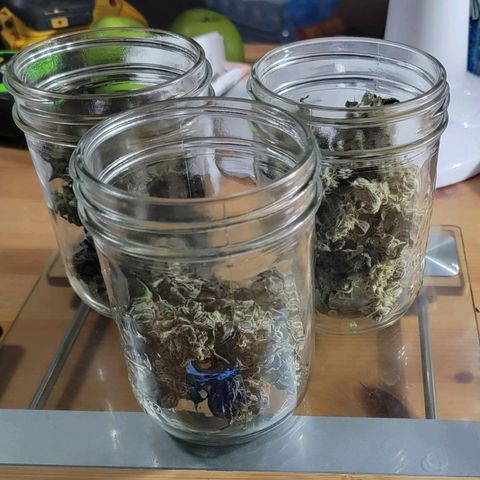 JB grow #1 growlog photo: Processed and stored buds into pint curing jars with 62% boveda packs. I smoked a joint made from sugar leaves and it tasted great and alleviated my body pains. It was super potent and completely exceeded my expectations.