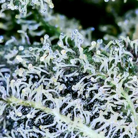 JB grow #1 growlog photo: Trichome development on second day of curing.