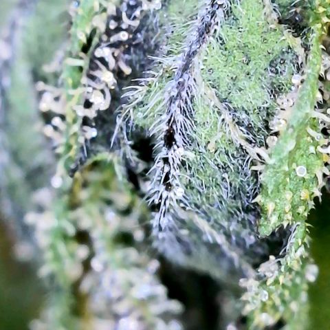 JB grow #1 growlog photo: Trichome development on second day of curing.