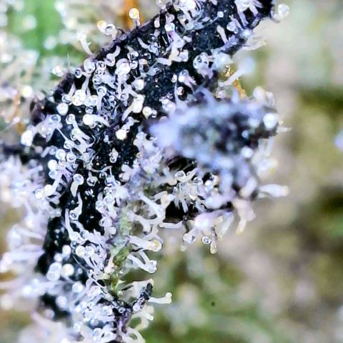 JB grow #1 growlog photo: Trichome development on second day of curing.