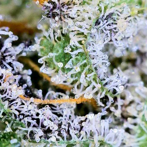 JB grow #1 growlog photo: Trichome development on second day of curing.