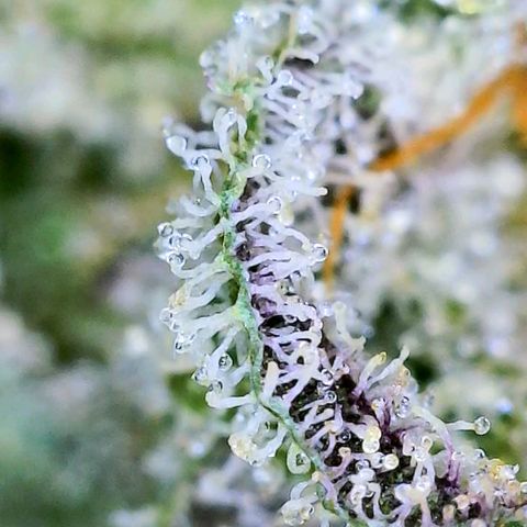 JB grow #1 growlog photo: Trichome development on second day of curing.