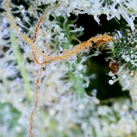 JB grow #1 growlog photo: Trichome development on second day of curing.