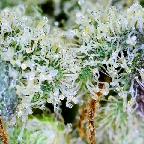 JB grow #1 growlog photo: Trichome development on second day of curing.