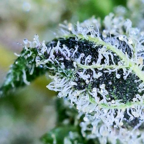 JB grow #1 growlog photo: Trichome development on second day of curing.