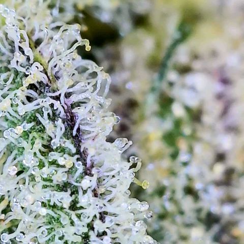 JB grow #1 growlog photo: Trichome development on second day of curing.