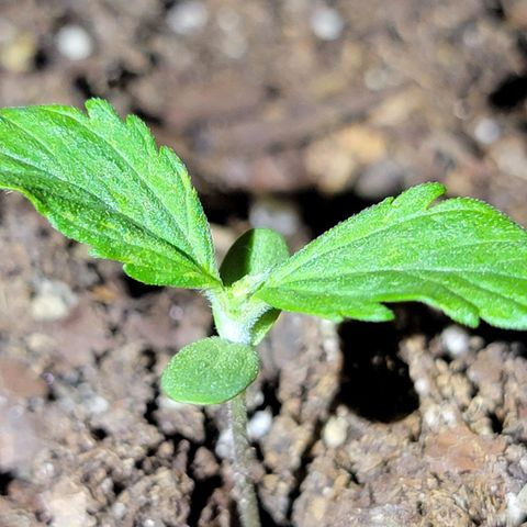 JB grow #2 growlog photo: 3rd leaf set is now pinched.