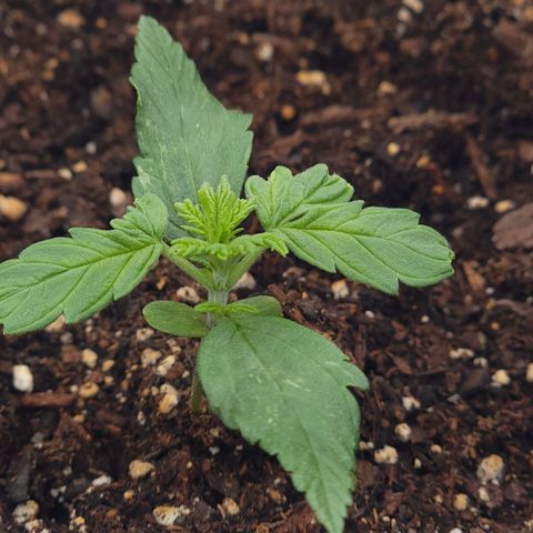 JB grow #2 growlog photo: 5 days ago I topped the seedling to produce 2 main stems and it worked. Its growing so fast it grew 2 new stems and another stem in the middle.