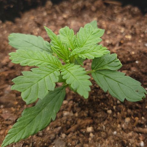 JB grow #2 growlog photo: It grows so fast