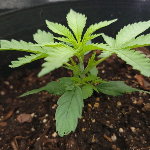 JB grow #2 growlog timeline photo