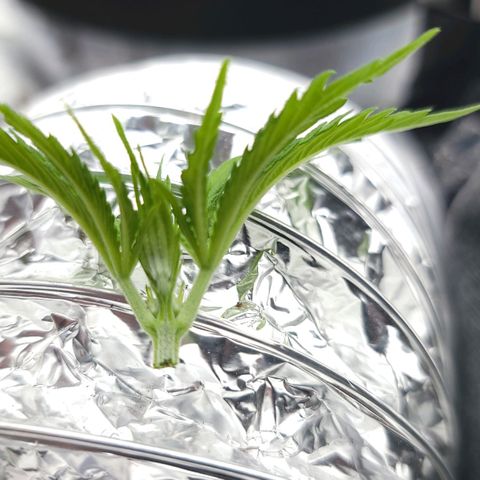 JB grow #2 growlog photo: Before and after 2nd topping. The part I cut off was moving its leaves as if it were upset. What I want to do is produce 2 main stems and my 1st topping as a small seedling didn't work. I am curious if now is a better time to top. I am amazed by the fast growth of the plant.