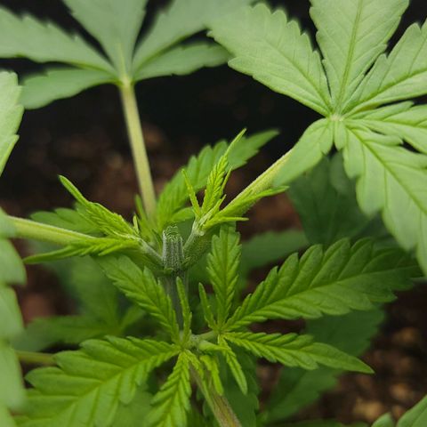 JB grow #2 growlog photo: Before and after 2nd topping. The part I cut off was moving its leaves as if it were upset. What I want to do is produce 2 main stems and my 1st topping as a small seedling didn't work. I am curious if now is a better time to top. I am amazed by the fast growth of the plant.