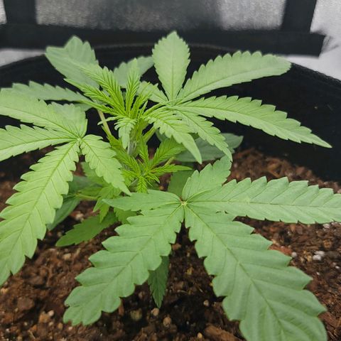 JB grow #2 growlog photo: Before and after 2nd topping. The part I cut off was moving its leaves as if it were upset. What I want to do is produce 2 main stems and my 1st topping as a small seedling didn't work. I am curious if now is a better time to top. I am amazed by the fast growth of the plant.