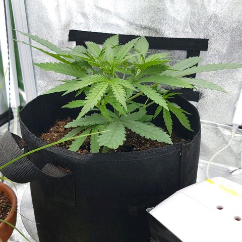 JB grow #2 growlog photo: Getting bushy after the second topping.