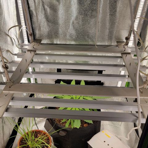 JB grow #2 growlog photo: Getting bushy after the second topping.