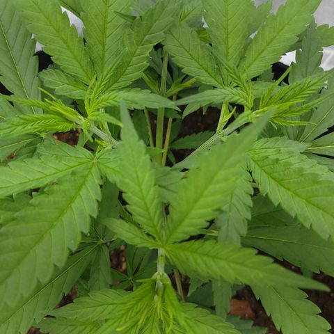 JB grow #2 growlog photo: Getting bushy after the second topping.