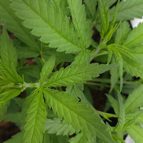 JB grow #2 growlog photo: Getting bushy after the second topping.