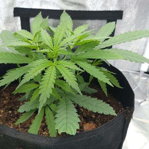 JB grow #2 growlog photo: Getting bushy after the second topping.