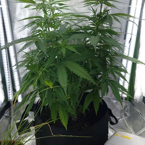 JB grow #2 growlog photo: Much growth in just two weeks since last photos. There is clearly 4 stems from the previous toppings and its bushy just the way I wanted it. Today I amended the soil with worm casting and some organic fertilizer because it was starting to get yellow leaves at the bottom which indicate lack of nitrogen. pH is 6.3. Other conditions are normal. Simple fix. Looks great.