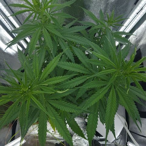 JB grow #2 growlog photo: Much growth in just two weeks since last photos. There is clearly 4 stems from the previous toppings and its bushy just the way I wanted it. Today I amended the soil with worm casting and some organic fertilizer because it was starting to get yellow leaves at the bottom which indicate lack of nitrogen. pH is 6.3. Other conditions are normal. Simple fix. Looks great.