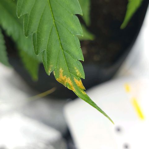 JB grow #2 growlog photo: Yesterday I gently rubbed the tips of a couple leaves with my finger to smell the fragrant oil and today it shows that maybe that wasn't a good idea. I basically destroyed the cell walls. Oops.