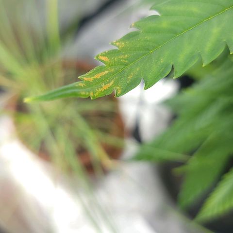 JB grow #2 growlog photo: Yesterday I gently rubbed the tips of a couple leaves with my finger to smell the fragrant oil and today it shows that maybe that wasn't a good idea. I basically destroyed the cell walls. Oops.