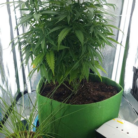 JB grow #2 growlog photo: Transplanted into larger 5 gallon fabric pot filled with about 3.5 gallons of soil amended with organic fertilizers.