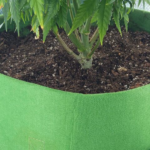 JB grow #2 growlog photo: Its been 11 days since I transplanted into a bigger container, added fertilizer and adjusted the pH. Tge leaves are now healthier, darker and its growing faster again. I'll wait till it gets taller until I change it to flower. I've learned that adding worm castings and keeping the pH around 6-6.4 makes a huge difference during veg phase because the roots are growing equally fast as the leaves and branches.