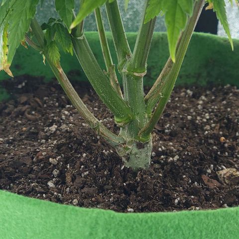 JB grow #2 growlog photo: Its been 11 days since I transplanted into a bigger container, added fertilizer and adjusted the pH. Tge leaves are now healthier, darker and its growing faster again. I'll wait till it gets taller until I change it to flower. I've learned that adding worm castings and keeping the pH around 6-6.4 makes a huge difference during veg phase because the roots are growing equally fast as the leaves and branches.
