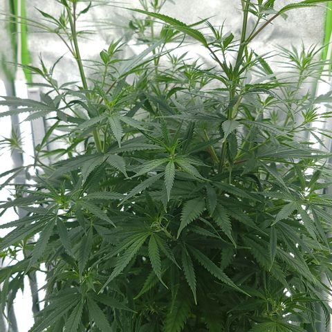 JB grow #2 growlog photo: Its been 11 days since I transplanted into a bigger container, added fertilizer and adjusted the pH. Tge leaves are now healthier, darker and its growing faster again. I'll wait till it gets taller until I change it to flower. I've learned that adding worm castings and keeping the pH around 6-6.4 makes a huge difference during veg phase because the roots are growing equally fast as the leaves and branches.