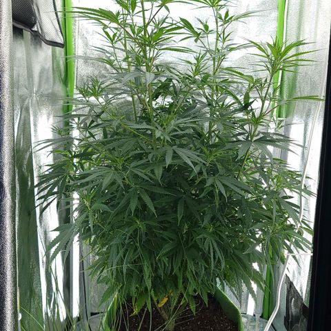 JB grow #2 growlog photo: The plant is starting to become too big for the growing space so I have switched to 12/12 to force it into the flowering phase.