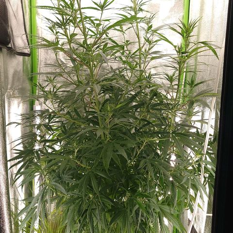 JB grow #2 growlog timeline photo