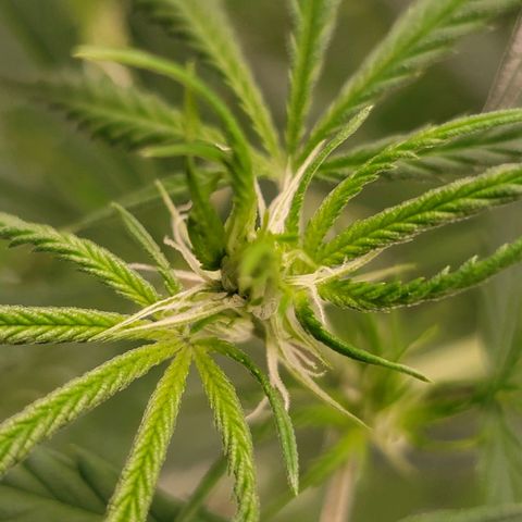 JB grow #2 growlog photo: One week after switching to 12/12 lighting, my plant is already showing promising signs - white hairs growing at every node, indicating future bud sites. Can't wait to see how she flowers!