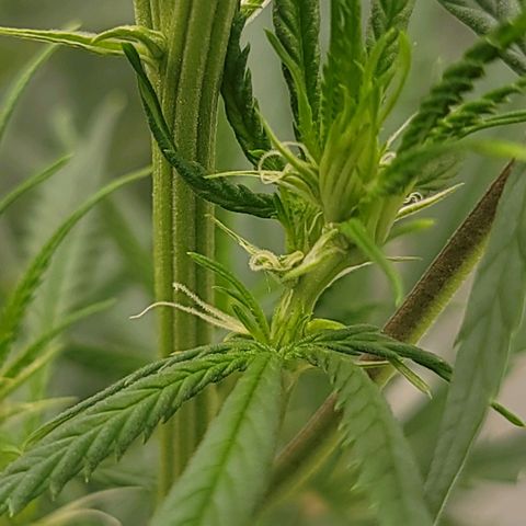 JB grow #2 growlog photo: One week after switching to 12/12 lighting, my plant is already showing promising signs - white hairs growing at every node, indicating future bud sites. Can't wait to see how she flowers!