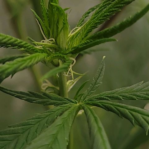 JB grow #2 growlog photo: One week after switching to 12/12 lighting, my plant is already showing promising signs - white hairs growing at every node, indicating future bud sites. Can't wait to see how she flowers!