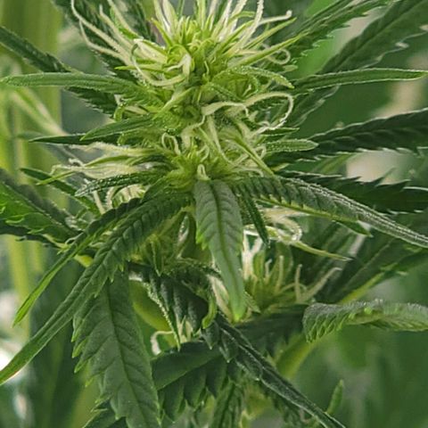 JB grow #2 growlog photo: The buds are growing nicely and I can already see a bountiful harvest. I switched to side lighting because the plant was outgrowing the tent.
