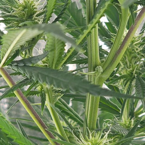 JB grow #2 growlog photo: The buds are growing nicely and I can already see a bountiful harvest. I switched to side lighting because the plant was outgrowing the tent.
