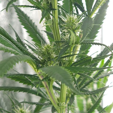 JB grow #2 growlog photo: The buds are growing nicely and I can already see a bountiful harvest. I switched to side lighting because the plant was outgrowing the tent.