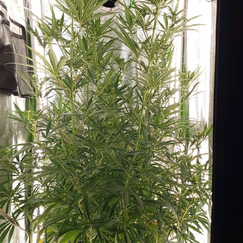 JB grow #2 growlog photo: The buds are growing nicely and I can already see a bountiful harvest. I switched to side lighting because the plant was outgrowing the tent.