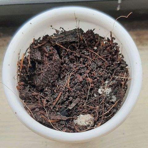 Chalupa - Alvaro  growlog photo: El miércoles 30 de noviembre, se procedió a trasplantar las semillas en vasos pequeños, para mejorar su progresivo crecimiento.