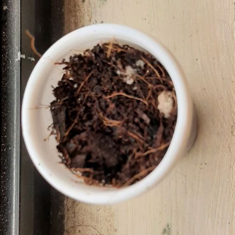 Chalupa - Alvaro  growlog photo: El miércoles 30 de noviembre, se procedió a trasplantar las semillas en vasos pequeños, para mejorar su progresivo crecimiento.