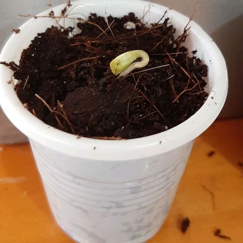 Chalupa - Alvaro  growlog photo: El jueves 1 de diciembre, se pudo evidenciar la aparición del hipocotilo.